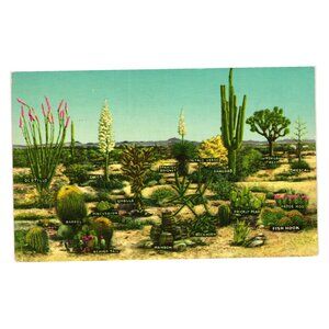 Varieties Of Desert Vegetation Postcard Western Publishing J35 Los Angeles CA